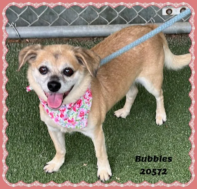 An adult small-sized female Yellow / Tan / Blond / Fawn Chihuahua dog named Bubbles for adoption in Marietta, GA