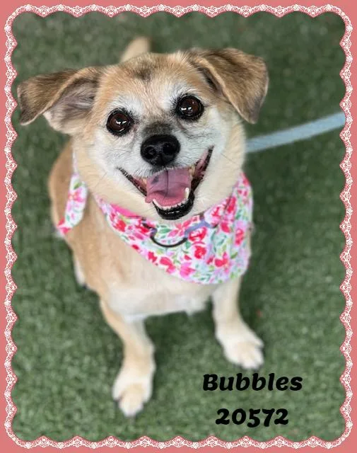 Bubbles thumbnail 3