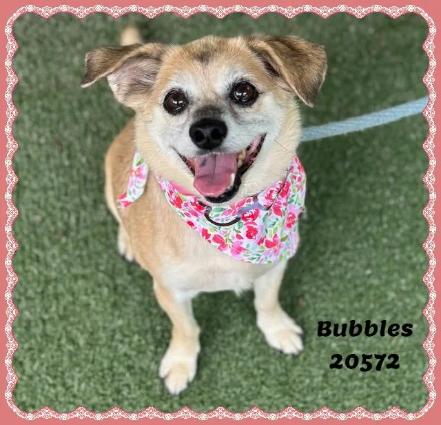 Bubbles thumbnail 4