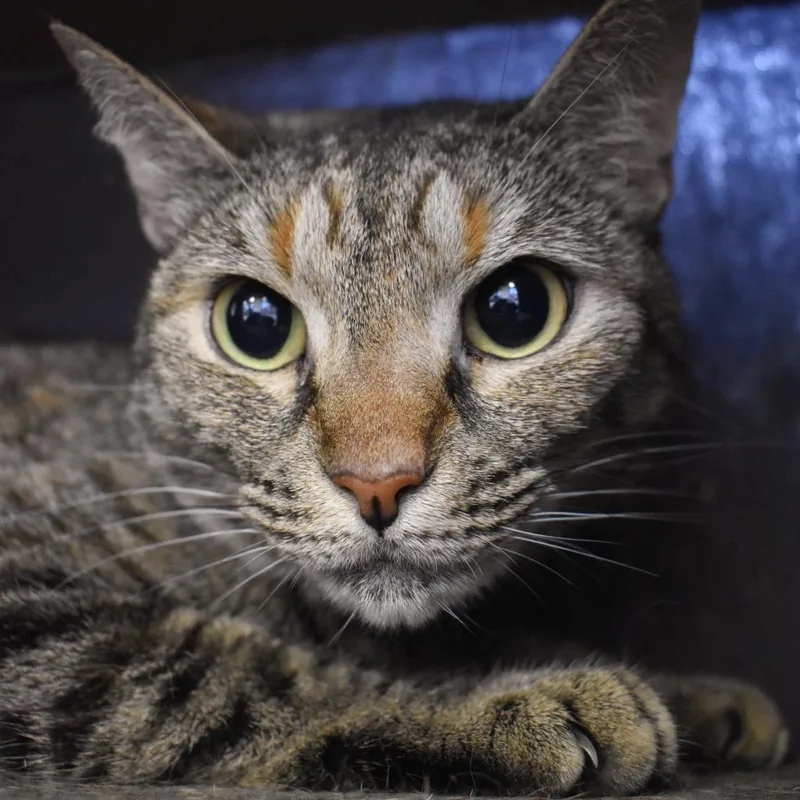 An adult medium-sized female Domestic Short Hair cat named Lana Del Rey for adoption in West Palm Beach, FL
