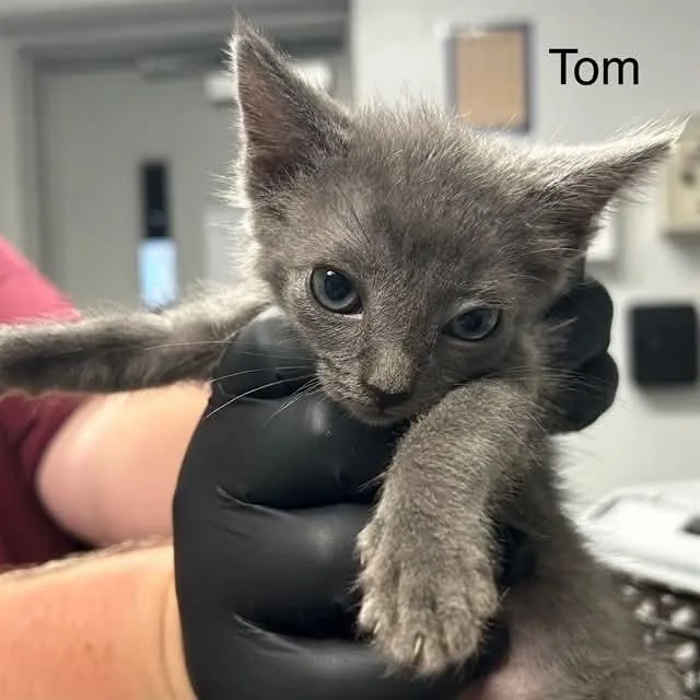 A baby small-sized male Gray / Blue / Silver Domestic Short Hair cat named Tom for adoption in Mooresville, NC