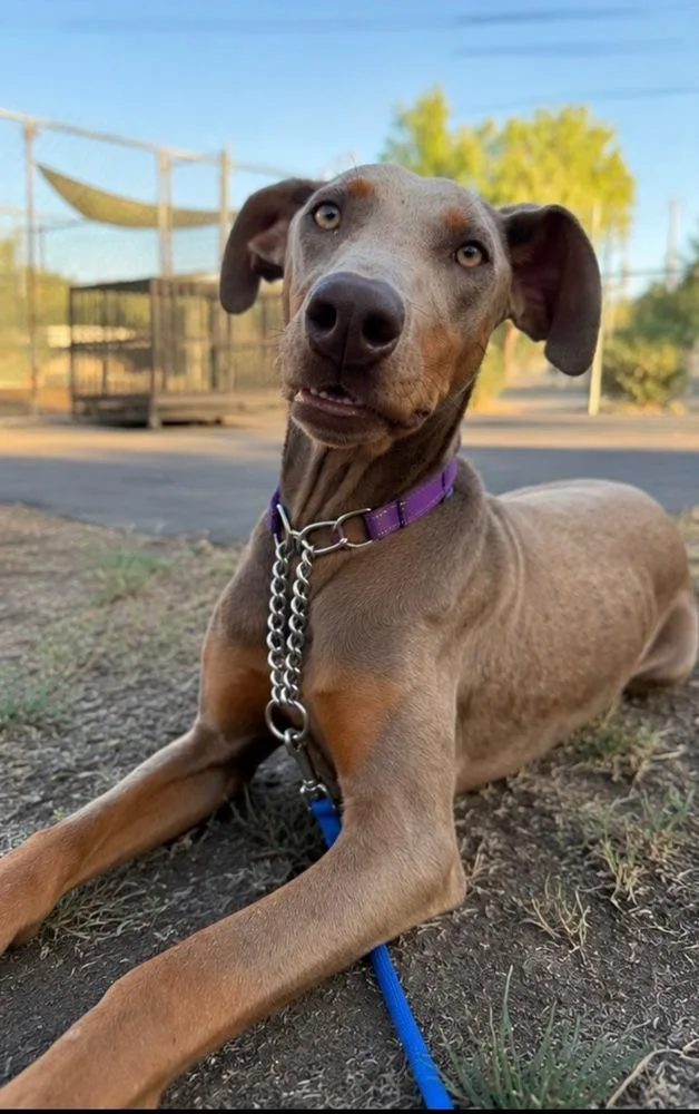 A young large-sized female Brown / Chocolate Doberman Pinscher dog named Summer Bug for adoption in Pleasant Hill, CA