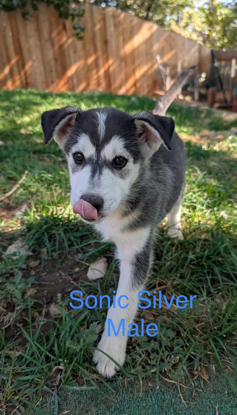 Sonic Silver thumbnail 2