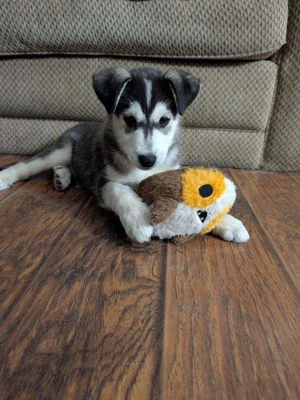 Sonic Silver thumbnail 4