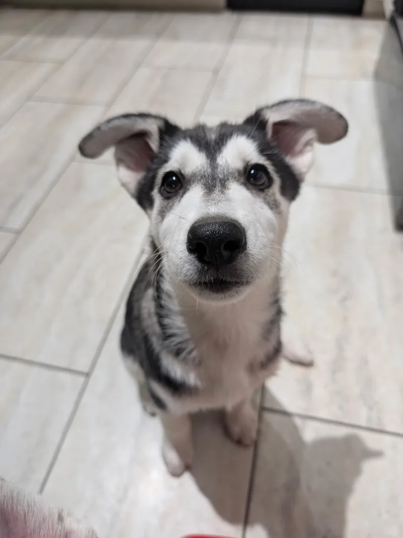 Sonic Silver thumbnail 5