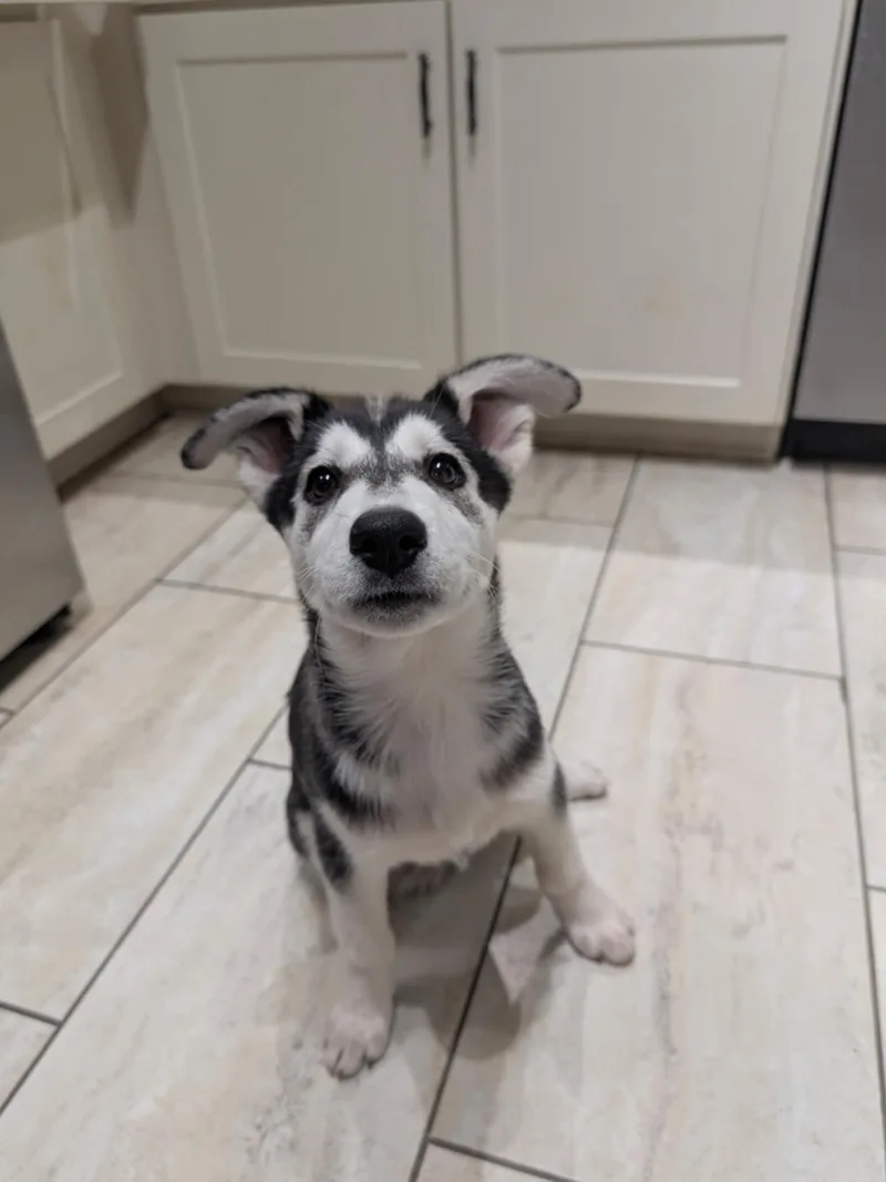 Sonic Silver thumbnail 6