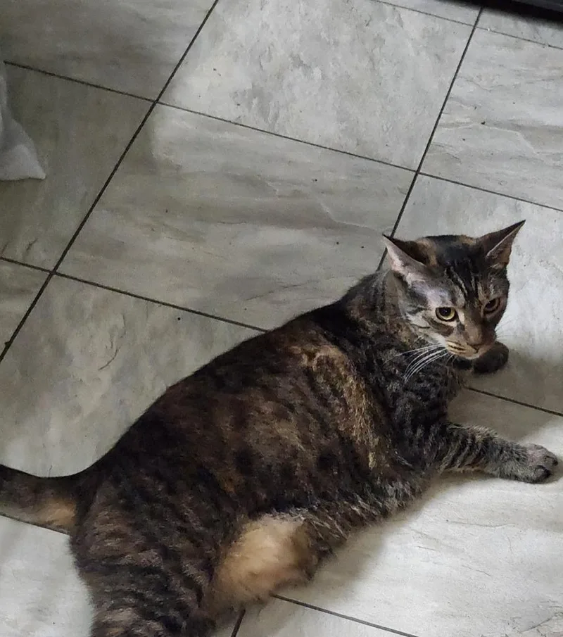An adult medium-sized female Domestic Short Hair cat named Army for adoption in Tampa, FL
