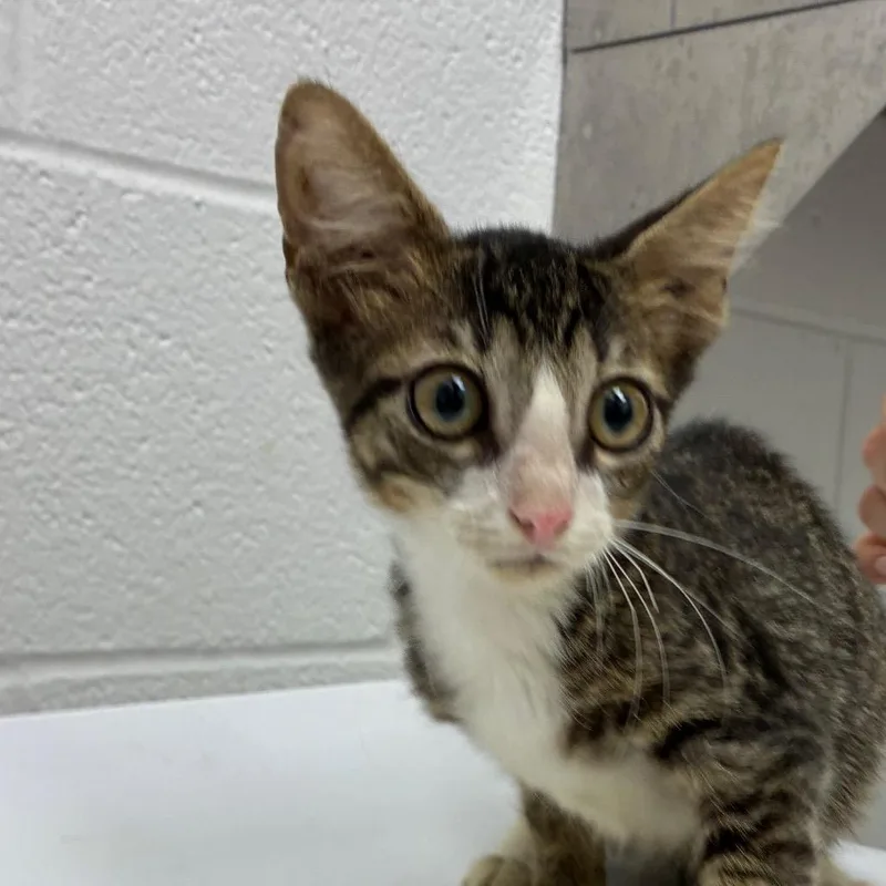 A baby small-sized male Domestic Short Hair cat named Zuma for adoption in Corpus Christi, TX