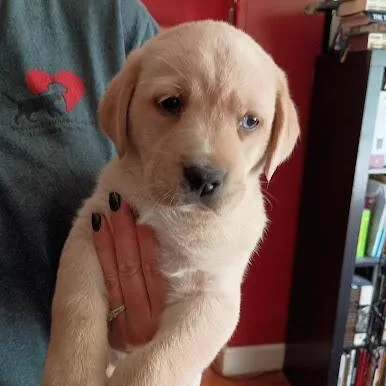 A baby large-sized female Labrador Retriever dog named Yellow lab puppies for adoption in Danbury, CT
