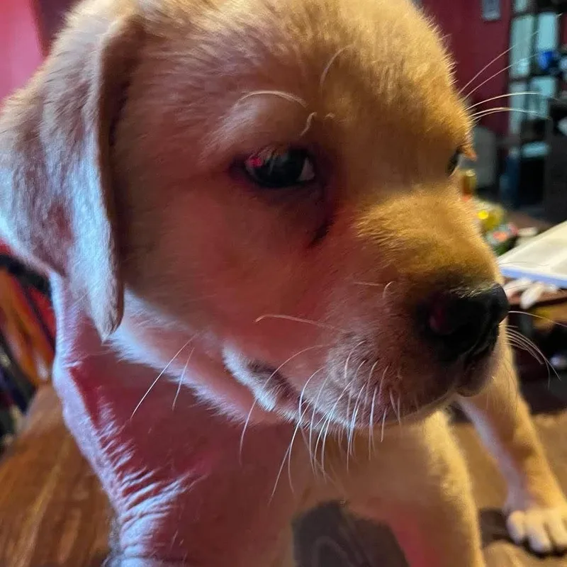 Yellow lab puppies thumbnail 2