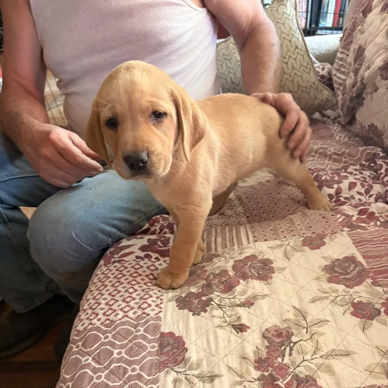 Yellow lab puppies thumbnail 3