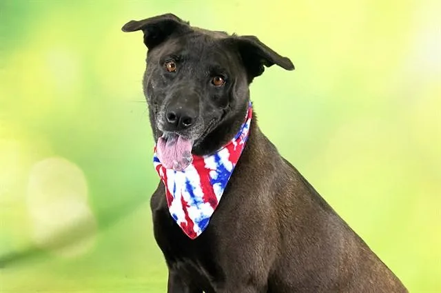 An adult medium-sized male Labrador Retriever dog named Sam for adoption in Fort Lauderdale, FL