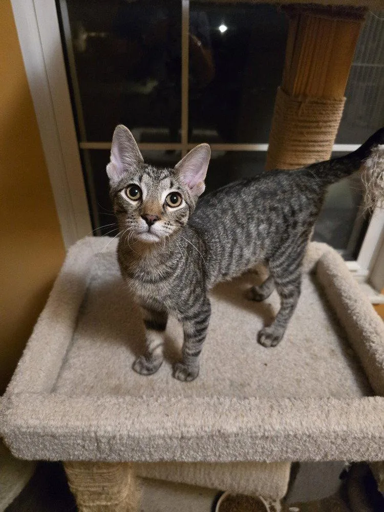 A baby small-sized male Domestic Short Hair cat named Doug for adoption in O'Fallon, MO