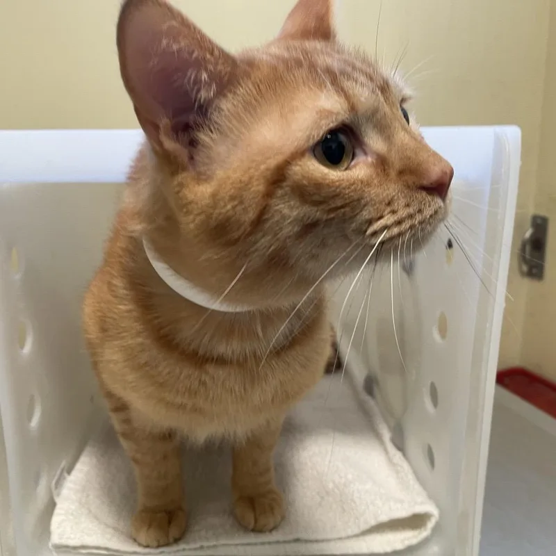 A senior large-sized male Orange / Red Domestic Short Hair cat named Fred for adoption in Pasadena, CA