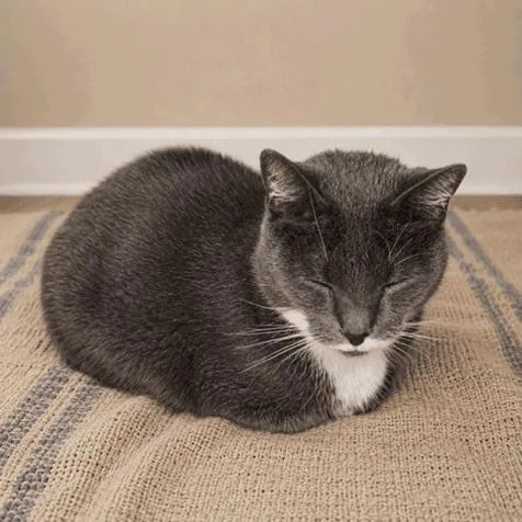 An adult medium-sized male Gray & White Domestic Short Hair cat named Noah for adoption in Berkeley Heights, NJ