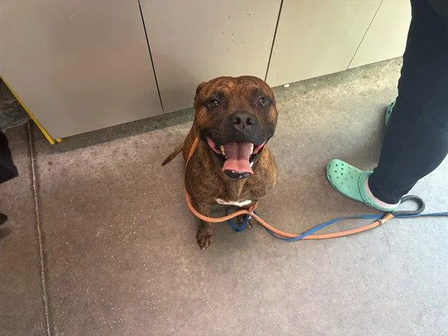 An adult large-sized male Boxer dog named Tsunami for adoption in Tavares, FL
