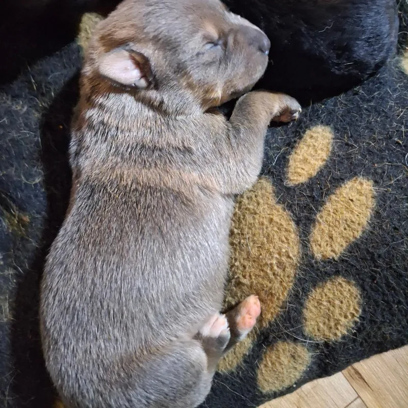 A baby large-sized female Gray / Blue / Silver Rottweiler dog named Aria for adoption in Lima, OH