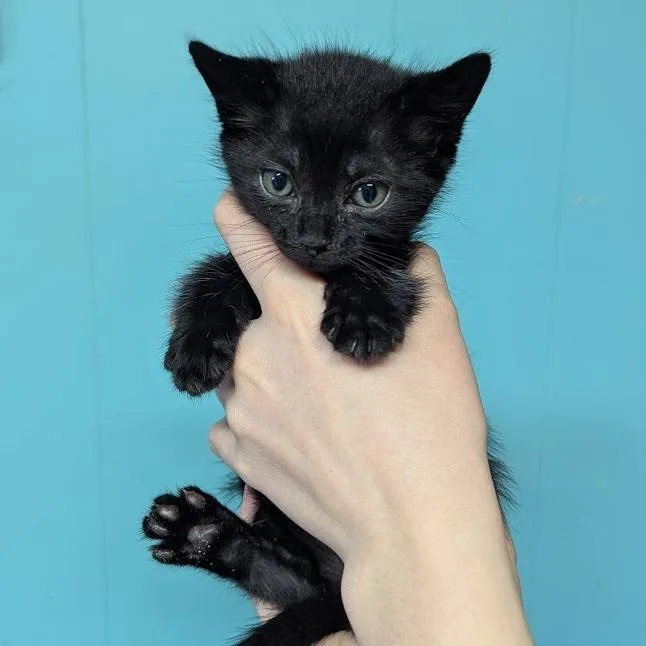 A baby small-sized female Black Domestic Short Hair cat named Nelson Purrtado for adoption in Johnstown, PA