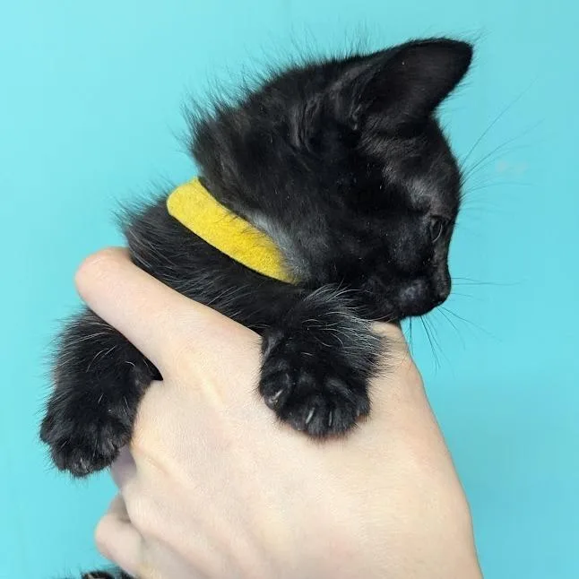 Nelson Purrtado thumbnail 2