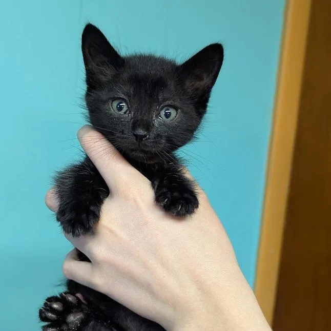 Nelson Purrtado thumbnail 3