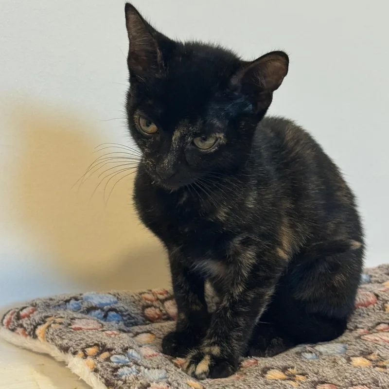 A baby small-sized female Black Domestic Short Hair cat named Mocha for adoption in Austin, TX