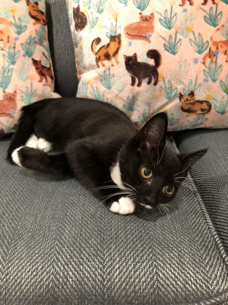 A young small-sized male Domestic Short Hair cat named Tito for adoption in Seven Valleys, PA