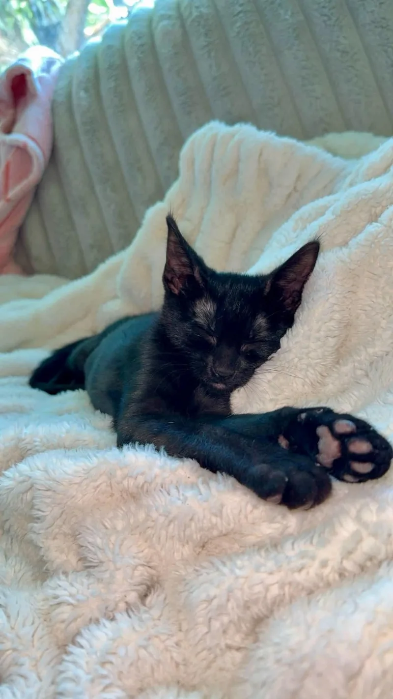 A baby medium-sized female Black Domestic Short Hair cat named Rina for adoption in Sierra Vista, AZ