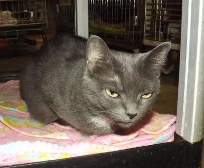 A senior small-sized female Domestic Short Hair cat named Dusty for adoption in Clinton, MO