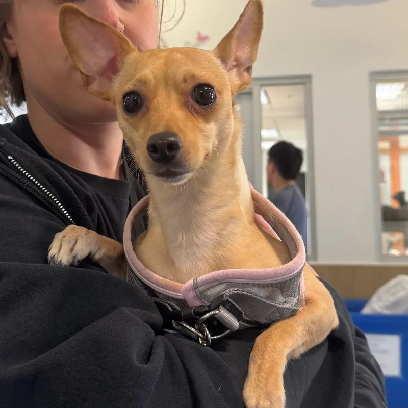 An adult small-sized female Brown / Chocolate Chihuahua dog named Nellie A for adoption in Mission Hills, CA