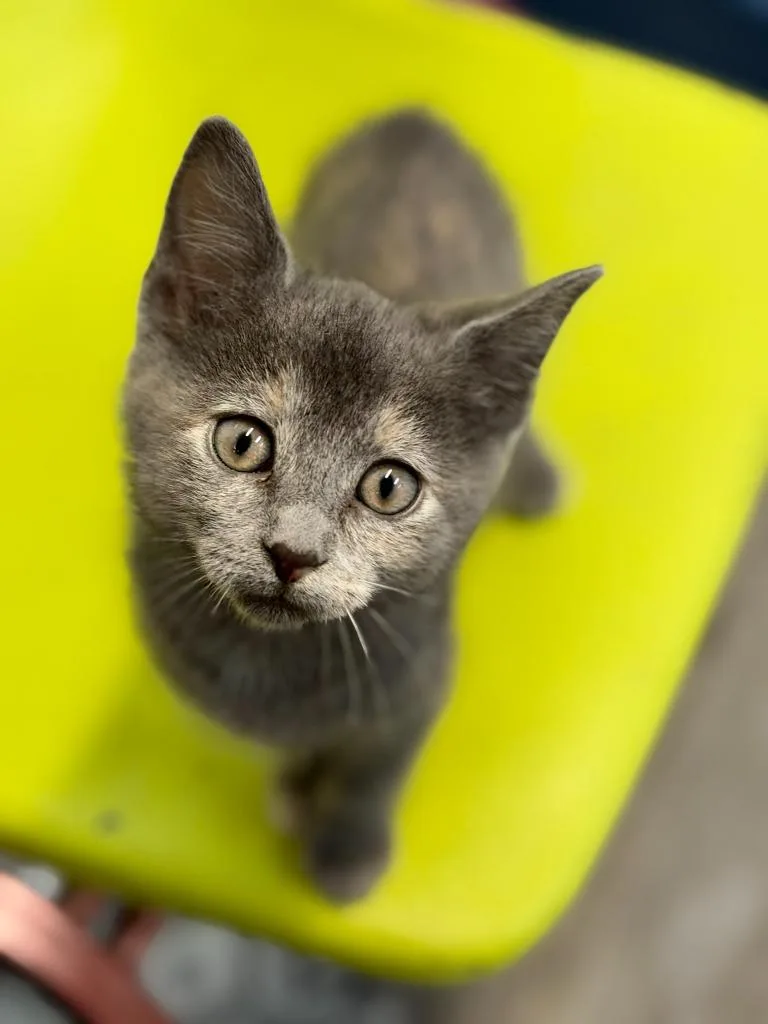 A baby small-sized female Domestic Short Hair cat named Jovie for adoption in Algona, IA