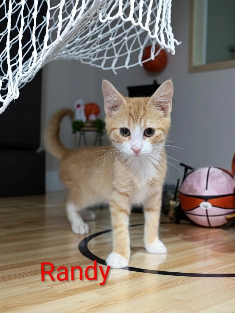 A baby medium-sized male Domestic Short Hair cat named Randy for adoption in Jim Thorpe, PA