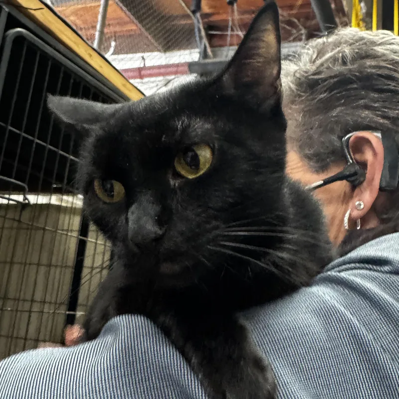 An adult medium-sized female Black Domestic Short Hair cat named Roxy A Talker for adoption in Fountain Valley, CA
