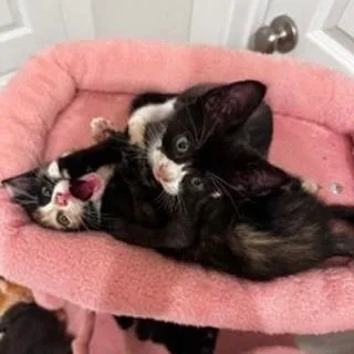 A baby medium-sized female Black & White / Tuxedo Domestic Short Hair cat named Lolli for adoption in Conroe, TX