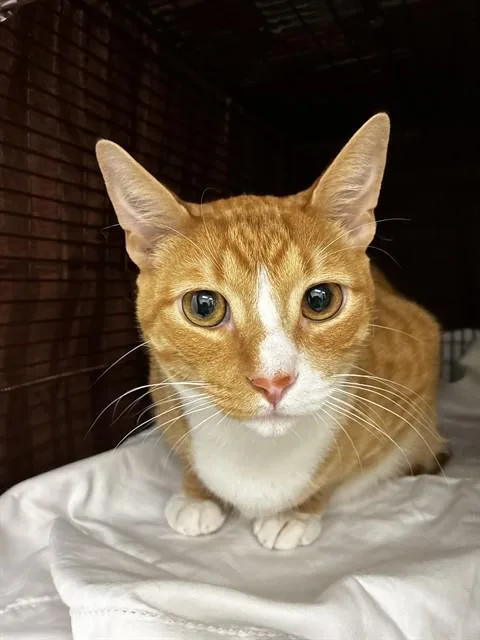 A young small-sized male Domestic Short Hair cat named Simba for adoption in Fort Lauderdale, FL