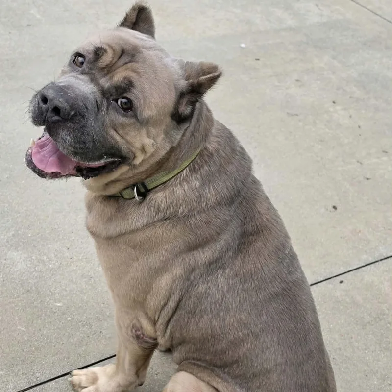 An adult large-sized male Yellow / Tan / Blond / Fawn Cane Corso dog named Baloo  Big Corso for adoption in Meriden, CT