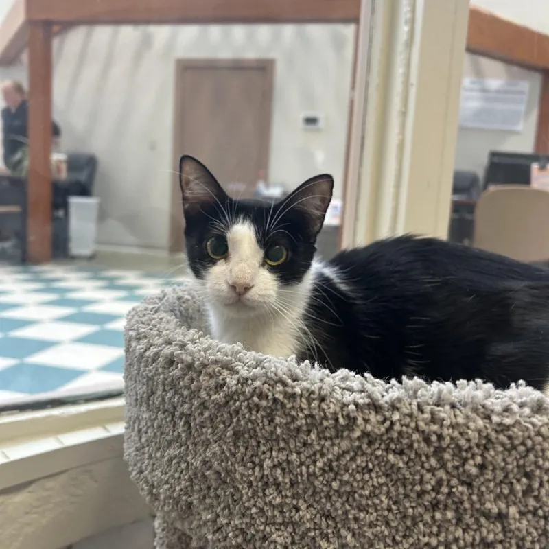 An adult medium-sized female Domestic Short Hair cat named Mittens for adoption in Bedford, NH