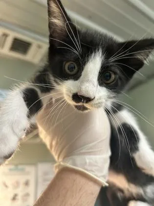 A baby medium-sized male Domestic Short Hair cat named King Balthazar for adoption in Picayune, MS