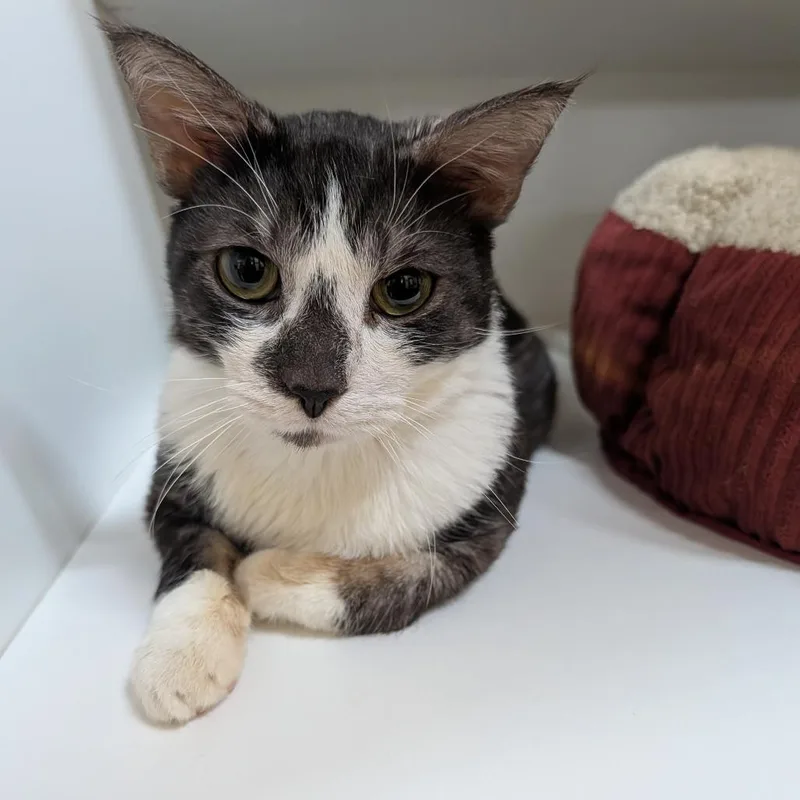 An adult medium-sized male Black Domestic Short Hair cat named Tofu for adoption in New York, NY