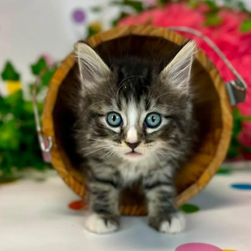 A baby small-sized female Domestic Medium Hair cat named PoseyC for adoption in East Saint Louis, IL