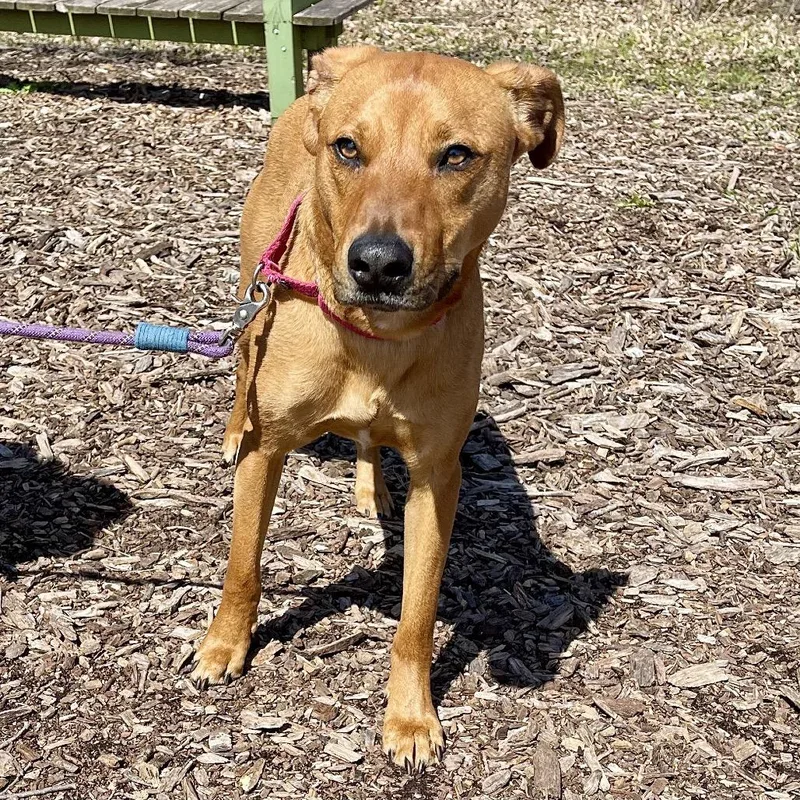 A young small-sized male Red / Chestnut / Orange Labrador Retriever dog named Roku for adoption in Deerfield, IL