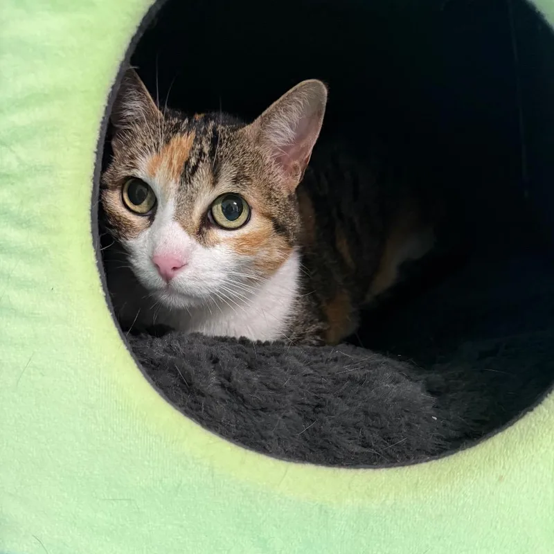 A senior medium-sized female Calico Domestic Short Hair cat named Ginger for adoption in Lake Panasoffkee, FL