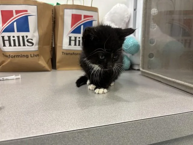 A baby small-sized male Domestic Short Hair cat named Fjord for adoption in Antioch, CA