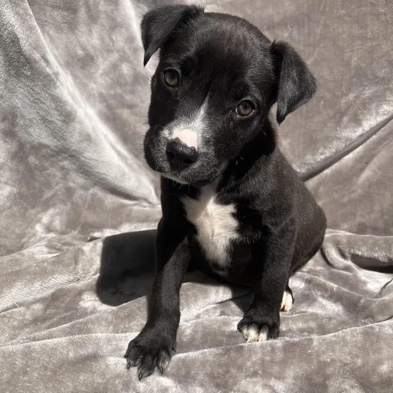 A baby small-sized female Black Mixed Breed dog named Bonnie for adoption in Pulaski, TN