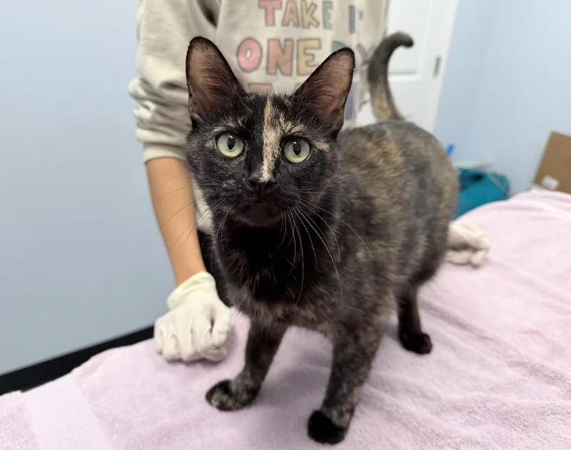 A young medium-sized female Domestic Short Hair cat named Mama Porridge for adoption in Raleigh, NC