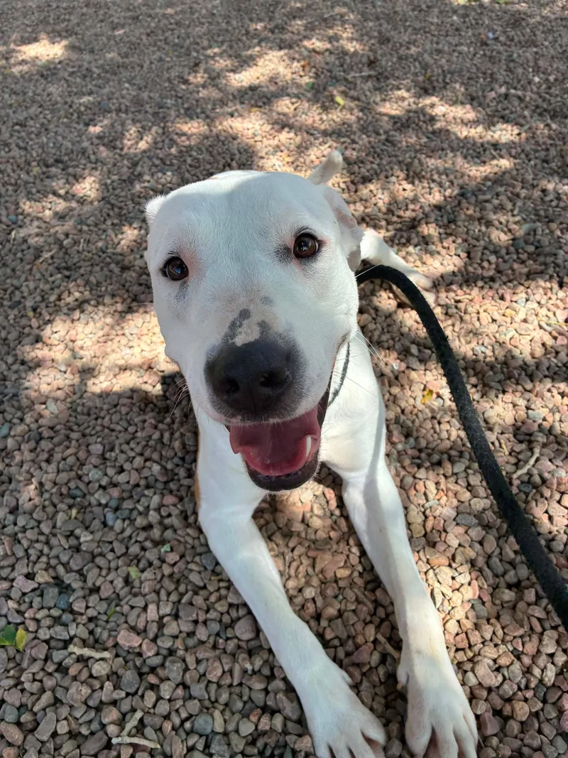 An adult medium-sized female White / Cream Pit Bull Terrier dog named Nova for adoption in Canon City, CO