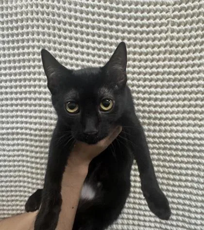 A baby small-sized female Domestic Short Hair cat named Hilda for adoption in Honolulu, HI