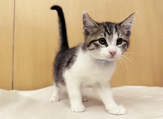 A baby small-sized male Domestic Short Hair cat named Milo for adoption in Saint Louis, MO