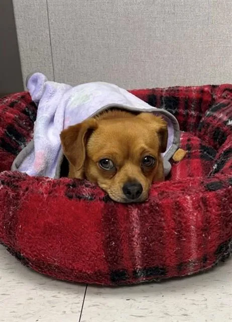 An adult small-sized male Chihuahua dog named Ignacio for adoption in Chula Vista, CA