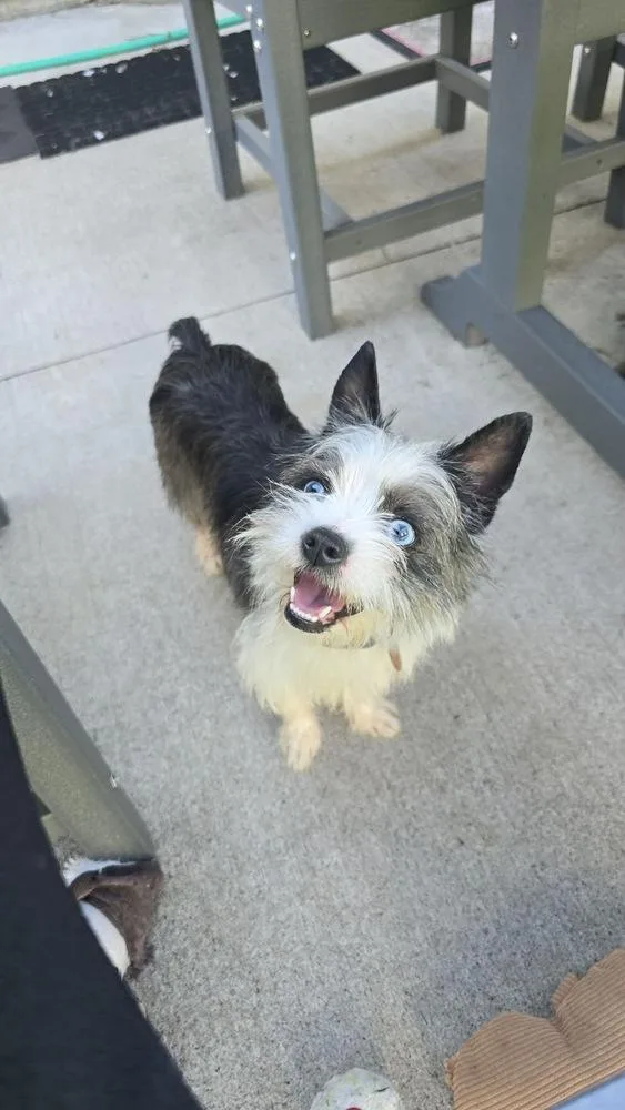 An adult small-sized female Tricolor (Brown, Black, & White) Terrier dog named Sparkle for adoption in Rockland, WI