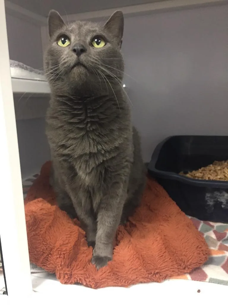 A senior medium-sized female Domestic Short Hair cat named Leia for adoption in Peoria, AZ